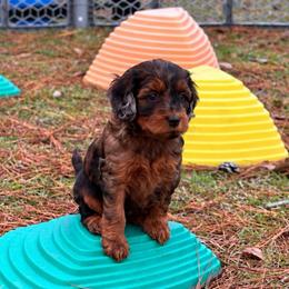 EmmyLou - Merle female Cockapoo puppy in Ellaville Ga, Georgia from Lakeside Cockapoos