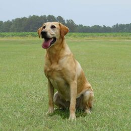 Crash - Labrador Retriever