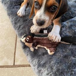 Beagle Puppies from Beech Grove Beagles