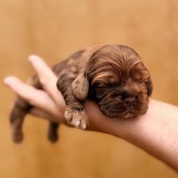 Dreamsicle - Brown male Cocker Spaniel puppy in Advance, North Carolina from Rome & Reign Farm