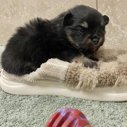 Black and tan - Black and tan male Pomeranian puppy in Kelso, Washington from Highlander Pomeranians