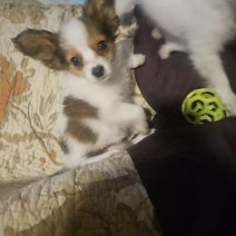 Dino - White black and tan male Papillon puppy in Middletown, New York from Patti's Pappi Puppies  (Puppies due end of July!!!)