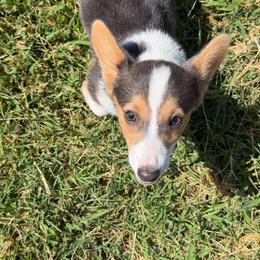 Lexi - Blue female Pembroke Welsh Corgi puppy in Hinton, Oklahoma from Corgi Farms
