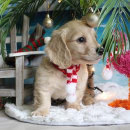 Alvin - Cream male Dachshund puppy in Pace, Florida from Shoebox Doxie’s