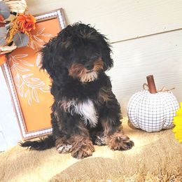 Whiskey - Bernedoodle