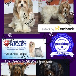 Yorkshire Terrier puppies from JJ's Yorkies