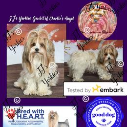 Yorkshire Terrier puppies from JJ's Yorkies