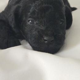 Kip - Black male Poodle puppy in Lucedale, Mississippi from Simply Poodle