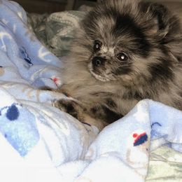 Pomeranian Puppies from My Secret Poms