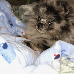 Pomeranian Puppies from My Secret Poms