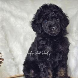 Yale - Black male Poodle puppy in Cleveland, Georgia from Jam's Doodles And Poodles