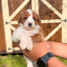 Sky - Red female Bernedoodle puppy in Greenville, Texas from Doodles of Promise