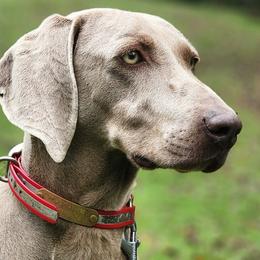 Delta - Weimaraner