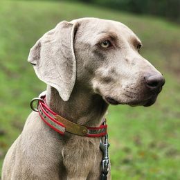 Delta - Weimaraner