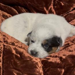 Half Mask Male - Blue speckled male Australian Cattle Dog puppy in Scurry, Texas from RedHorizon AKC Australian Cattle Dogs (Heelers)