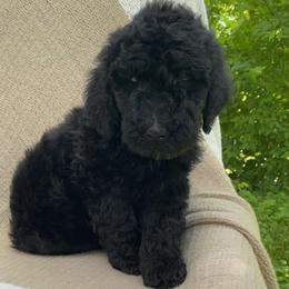 Pumpernickel - Black male Sheepadoodle puppy in Columbia, Tennessee from Primrose Cottage Puppies
