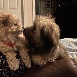 Havanese Puppies from Homefull of Havanese