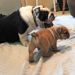 Bulldog Puppies from Sanford and Son Bulldogs