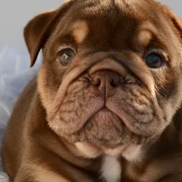 Girl 4 - Fawn and white Bulldog puppy in Norco, California from Alizah Bulldogs
