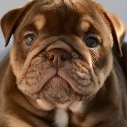 Girl 4 - Fawn and white Bulldog puppy in Norco, California from Alizah Bulldogs