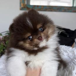 Loki - Chocolate and tan male Pomeranian puppy in Concord, California from Eelan’s Poms