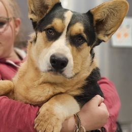 Toren - Cardigan Welsh Corgi