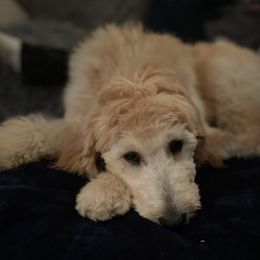 Goldendoodle Puppies from King Family Doodles