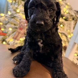 Sugar - Black female Goldendoodle puppy in Macclenny, Florida from Baker County Goldendoodles