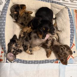 Dachshund Puppies from Birkin’ Paws