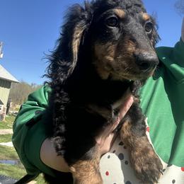 Dachshund Puppies from Dashing Doxie’s