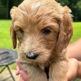 Petunia - Cream female Goldendoodle puppy in Tyrone, Georgia from Whisper Wood Creek