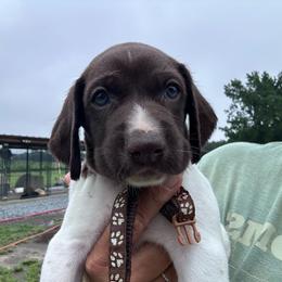 Brown - Liver and white male German Shorthaired Pointer puppy in Newton Grove, North Carolina from Wayalife Labradors & Gsp’s