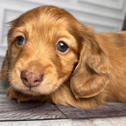 Marble - Dapple male Dachshund puppy in Miami, Florida from Maitime Dachshund