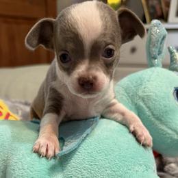 Dice - Blue male Chihuahua puppy in Amity, Pennsylvania from Rhoda and Verna