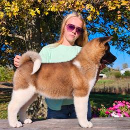 Teddy - Red male Akita puppy in Chillicothe, Missouri from TLC Akitas