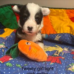Tweety - White and black female Pembroke Welsh Corgi puppy in Granville, New York from Windy Mountain Kennels