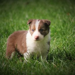 Border Collie, English Setter, and Miniature American Shepherd Puppies from First Harmony Farms