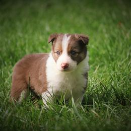 Border Collie, English Setter, and Miniature American Shepherd Puppies from First Harmony Farms