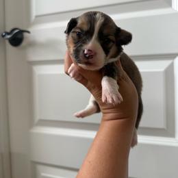 Chalk - White and red male Pembroke Welsh Corgi puppy in Red Bluff, California from Wilder Ranch Corgis