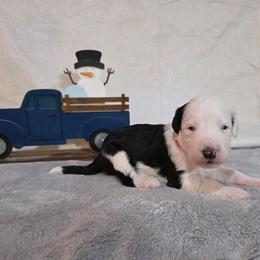 Wish - Black and white male Sheepadoodle puppy in Weatherford, Texas from Oodles of poodles and doodles