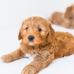 Goldendoodle and Golden Retriever Puppies from Utah Goldens
