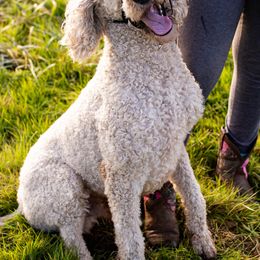Aussiedoodles, Australian Shepherds, Miniature Australian Shepherds, and Poodles from Albright Hobby Farm