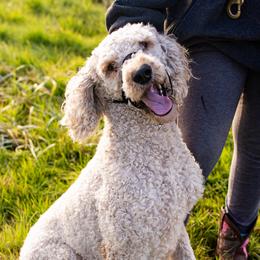 Aussiedoodles, Australian Shepherds, Miniature Australian Shepherds, and Poodles from Albright Hobby Farm