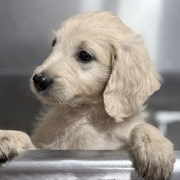 Goldendoodle, Golden Retriever, Poodle, and Shih Tzu Puppies from Platinum Paws Puppies