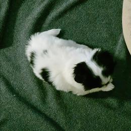 Little one - Black and white female Japanese Chin puppy in Vernon, Connecticut from Chin Babies