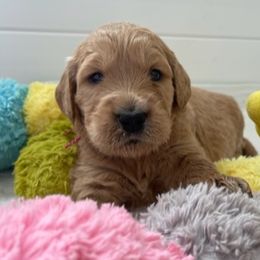 Goldendoodle Puppies from Jasperdoodle.com