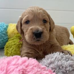 Goldendoodle Puppies from Jasperdoodle.com