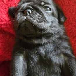 Black female 4 - Black female Pug puppy in Gaffney, South Carolina from Sunset Farms