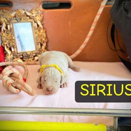Sirius - Silver gray male Weimaraner puppy in Talking Rock, Georgia from North Georgia Weims