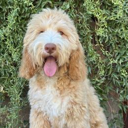 Goldendoodle All Grown Up from Goldendoodle AZ